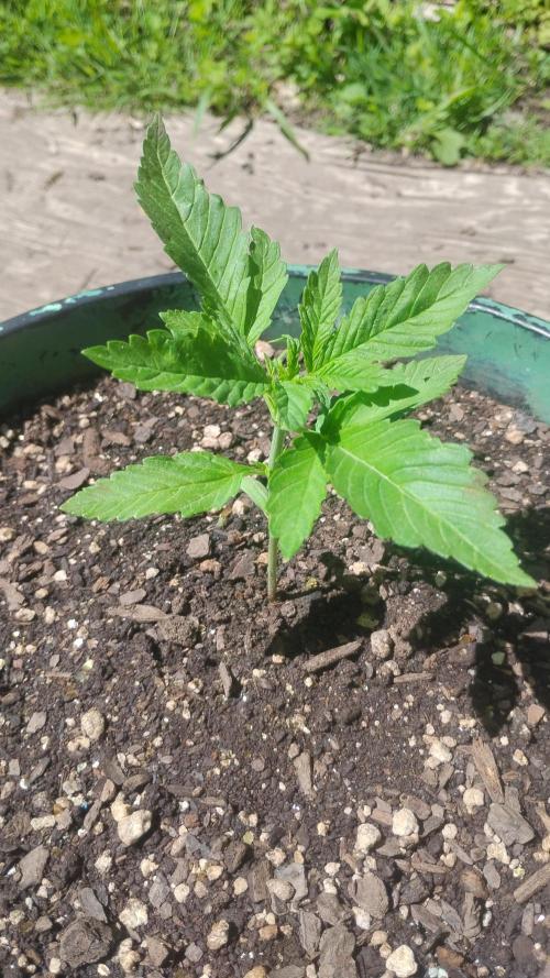Popped Cherry Summer. Week 2