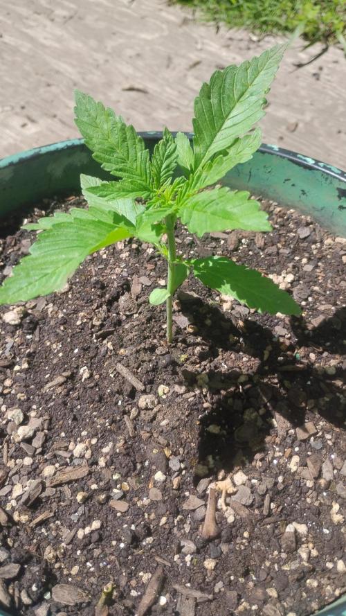 Cherry Cola Auto. Week 2