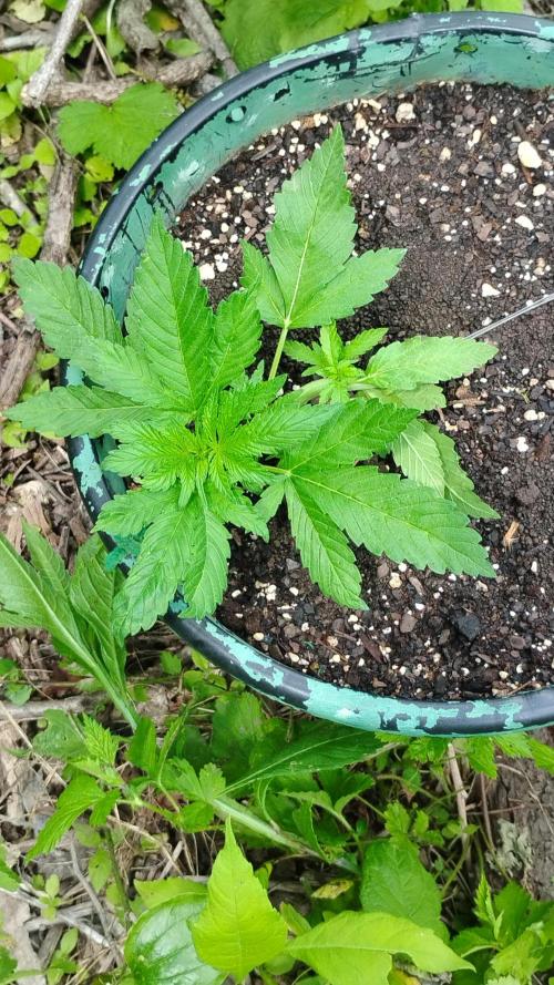 Popped Cherry Summer. Week 3