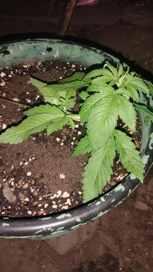 Popped Cherry Summer. Week 3