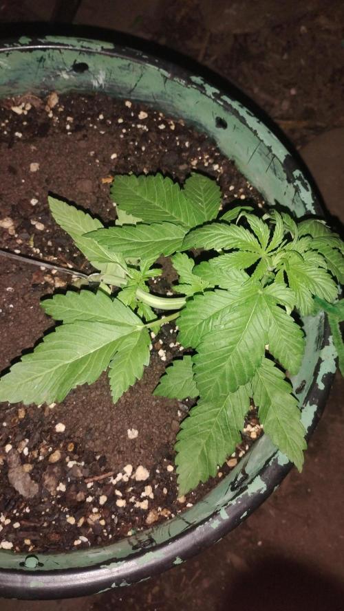 Popped Cherry Summer. Week 3
