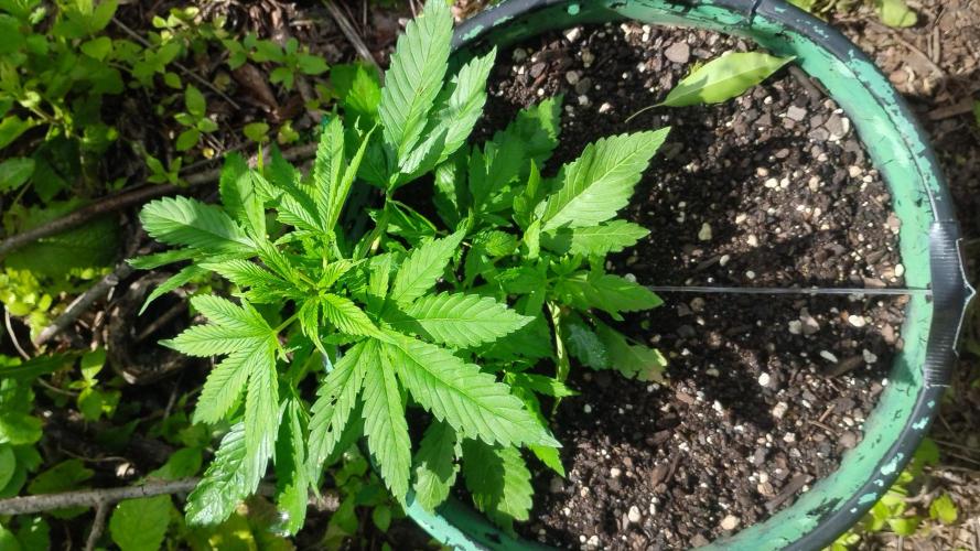Popped Cherry Summer. Week 4