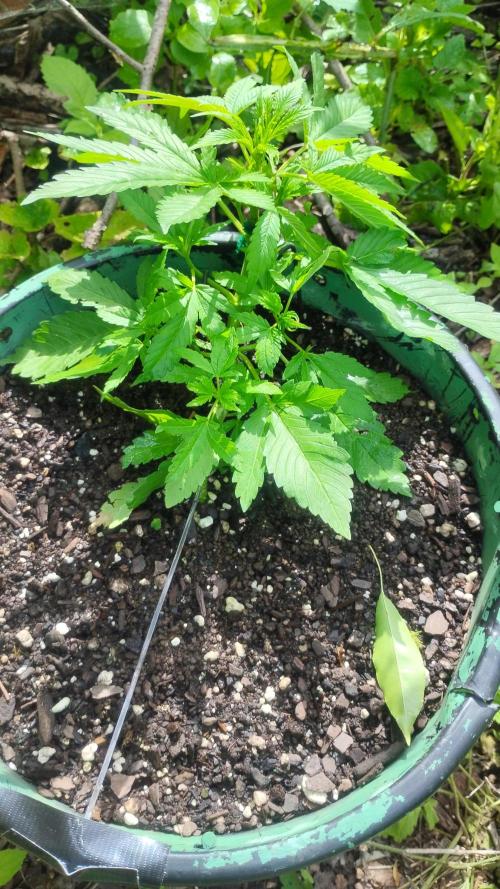 Cherry Cola Auto. Week 4