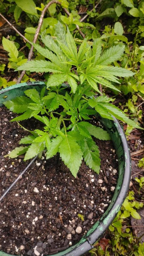Cherry Cola Auto. Week 4