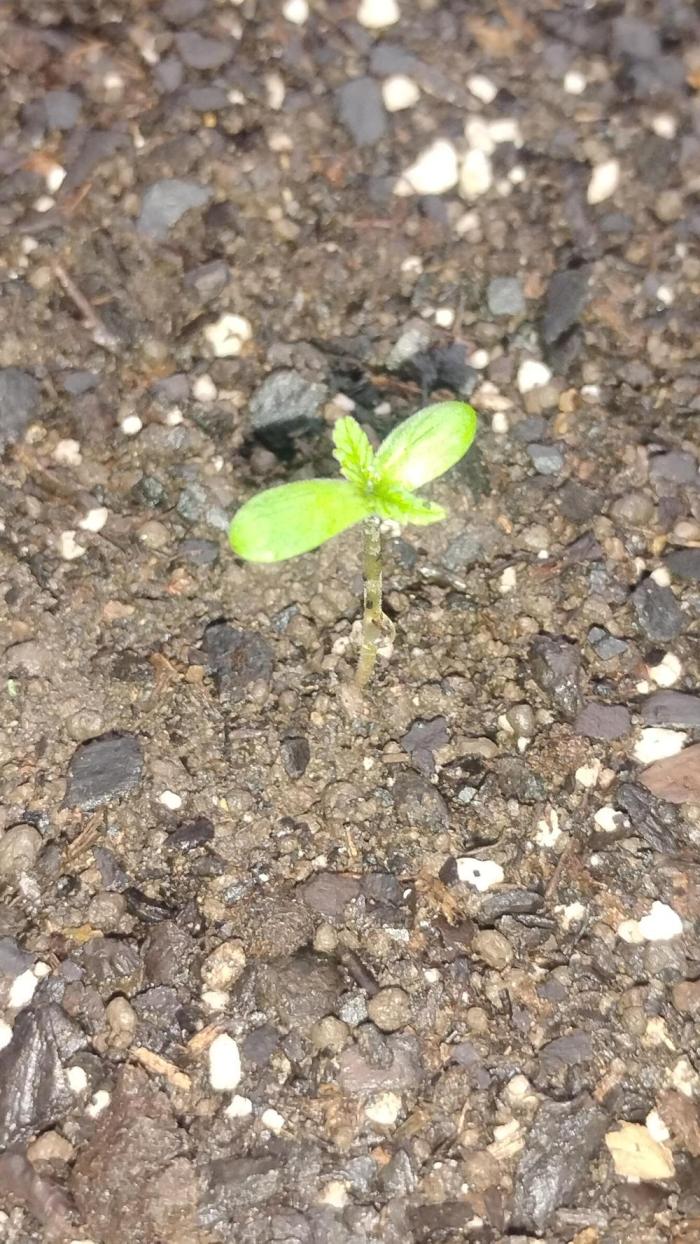Apple joint a day keeps.... Week 0