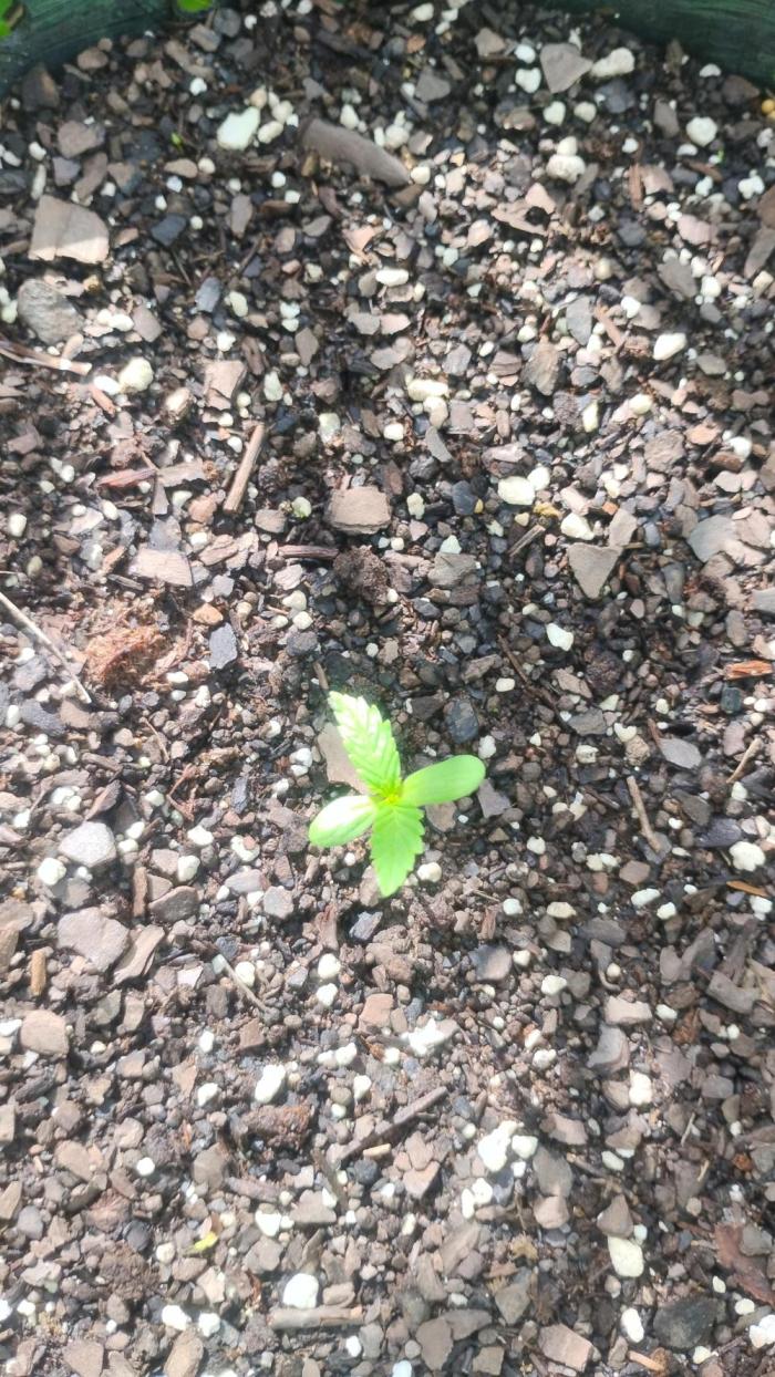 Apple joint a day keeps.... Week 1