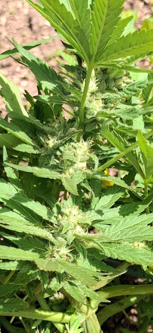 Popped Cherry Summer. Week 9