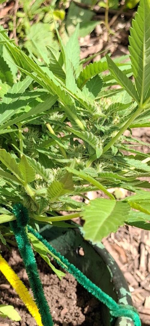 Popped Cherry Summer. Week 9