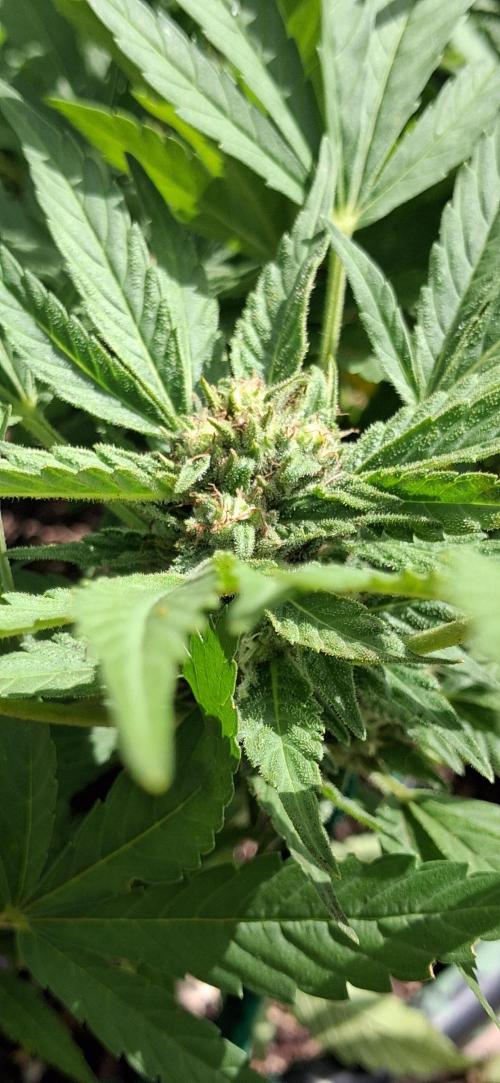 Popped Cherry Summer. Week 9