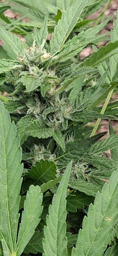 Popped Cherry Summer. Week 9