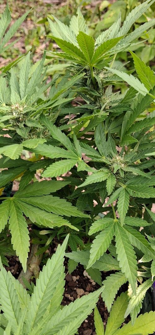 Popped Cherry Summer. Week 9