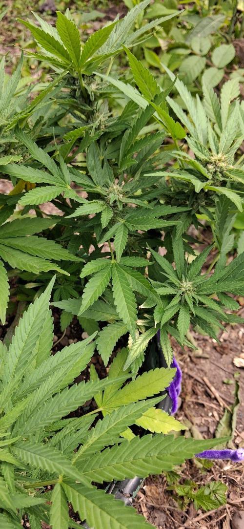 Popped Cherry Summer. Week 9