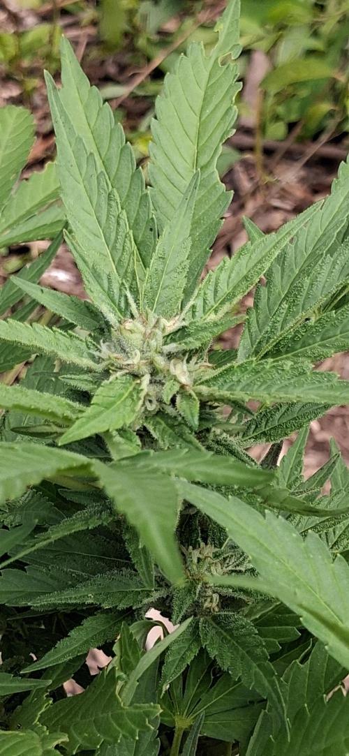 Popped Cherry Summer. Week 9