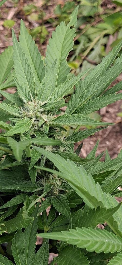 Popped Cherry Summer. Week 9