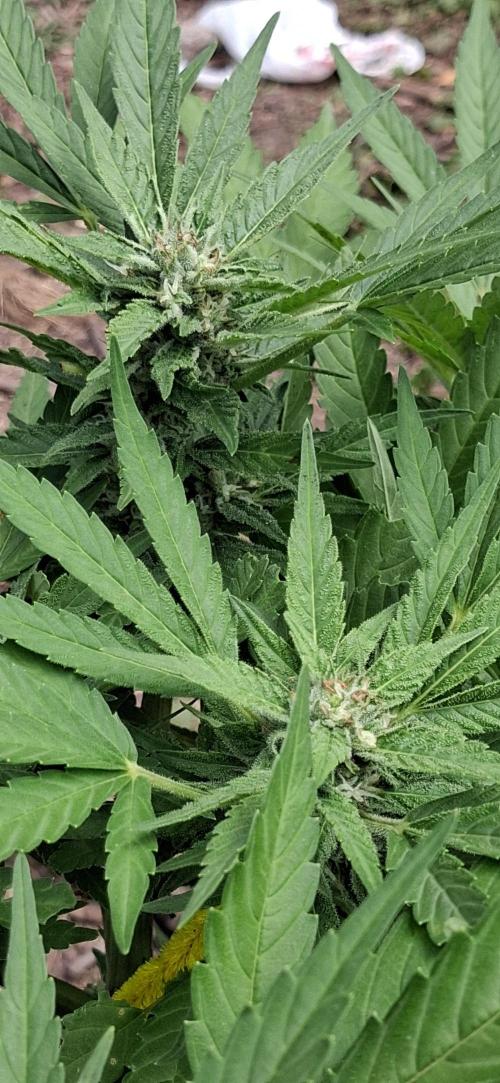 Popped Cherry Summer. Week 9
