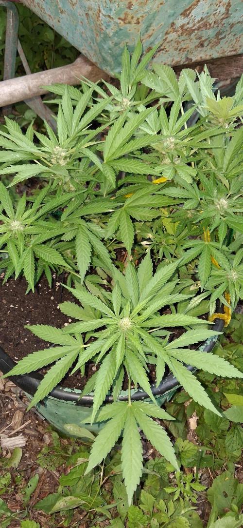 Popped Cherry Summer. Week 9