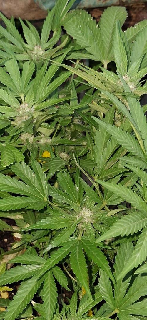 Popped Cherry Summer. Week 9