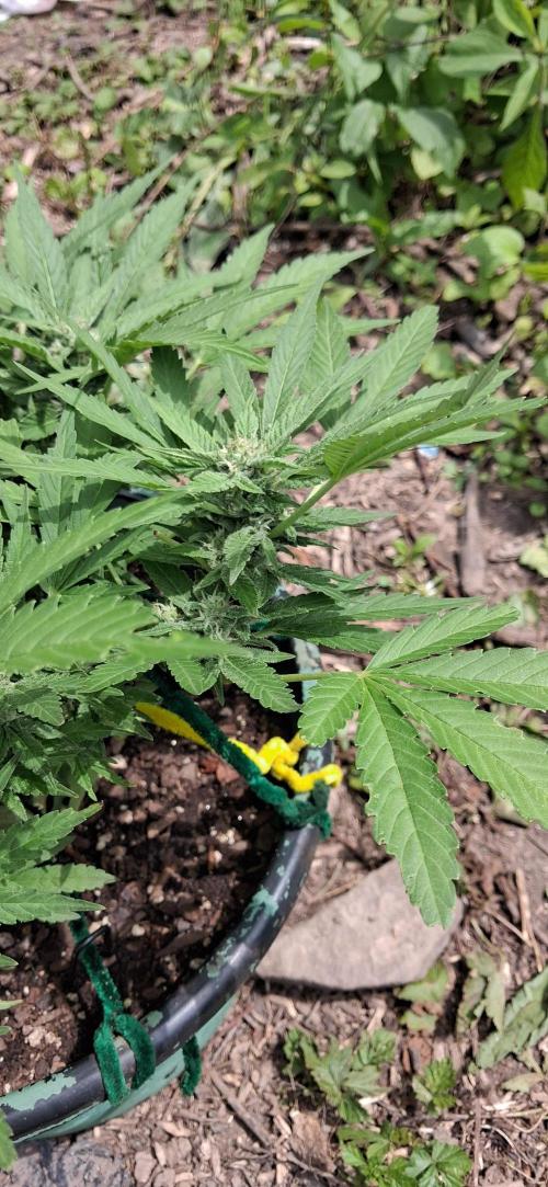 Popped Cherry Summer. Week 9