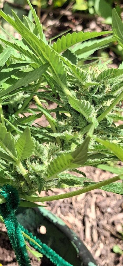 Popped Cherry Summer. Week 9