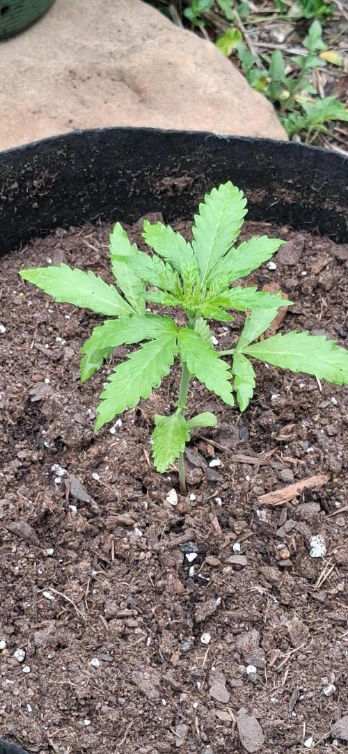 Gorilla Z. Week 2