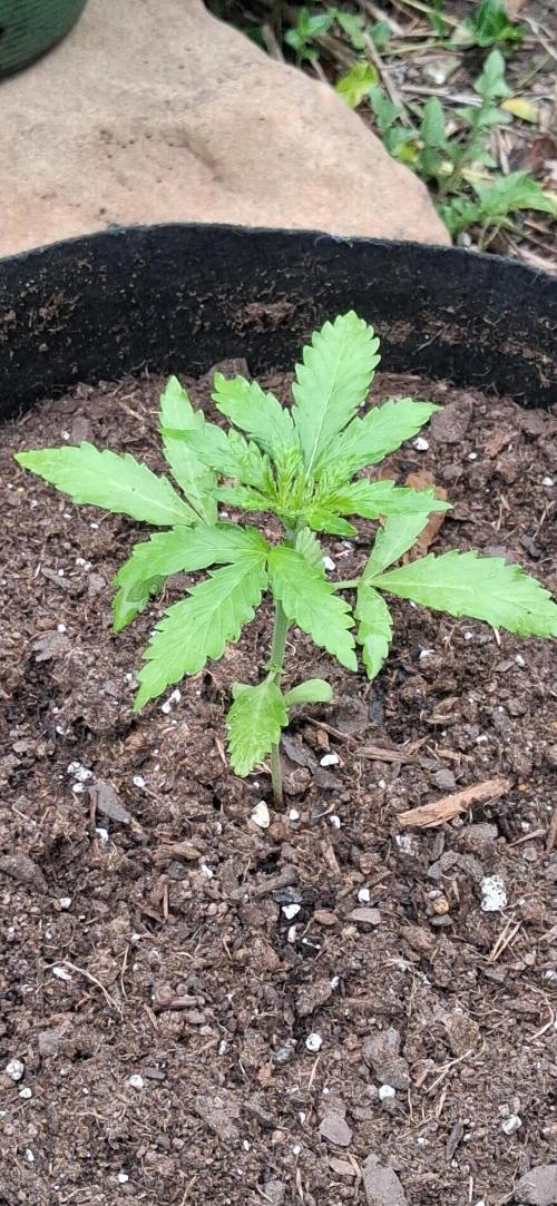 Gorilla Z. Week 2