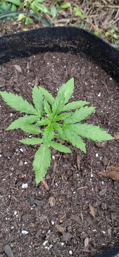 Gorilla Z. Week 2