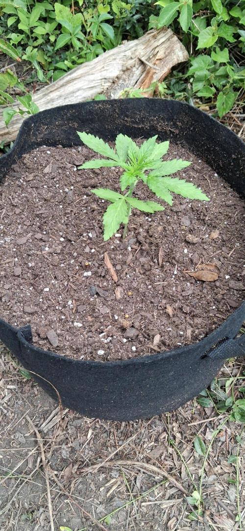 Gorilla Z. Week 2