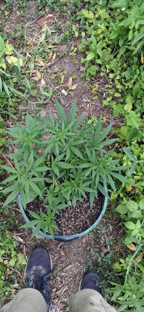 Apple joint a day keeps.... Week 5