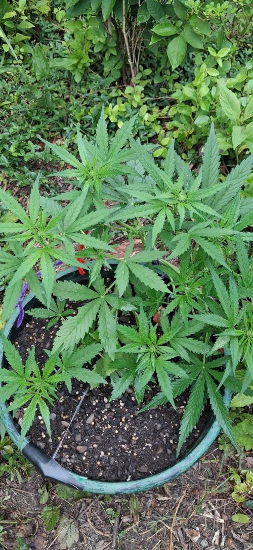 Apple joint a day keeps.... Week 5