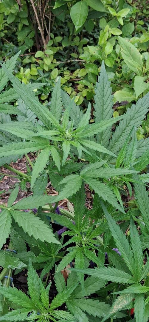 Apple joint a day keeps.... Week 5