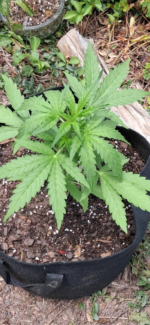 Gorilla Z. Week 3