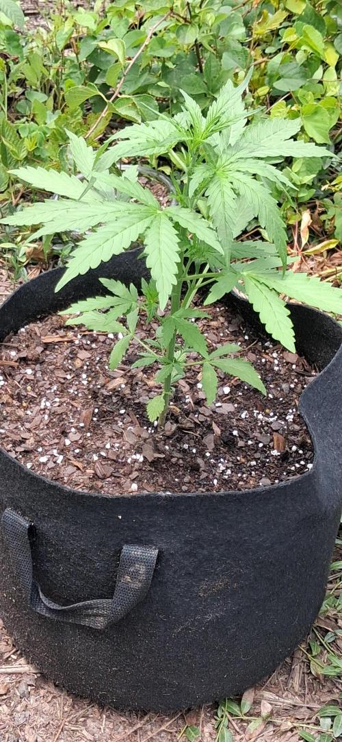 Gorilla Z Auto. Week 3