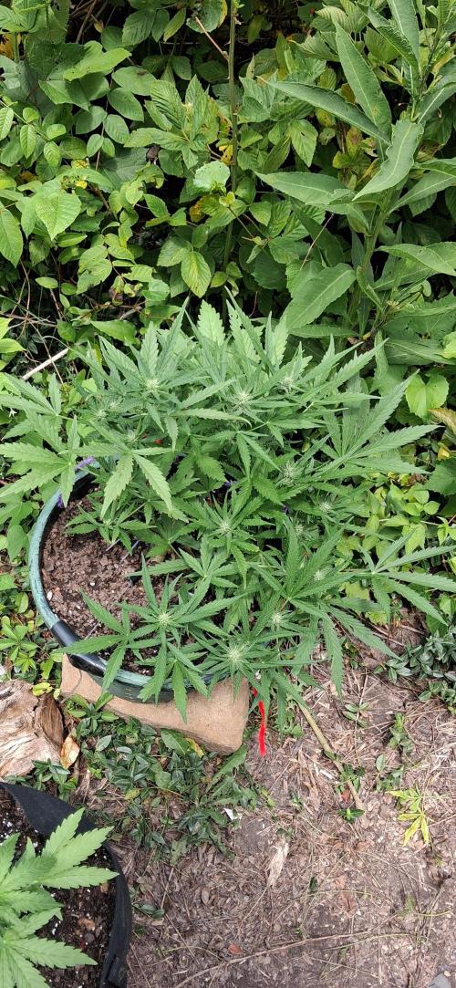 Apple joint a day keeps.... Week 6