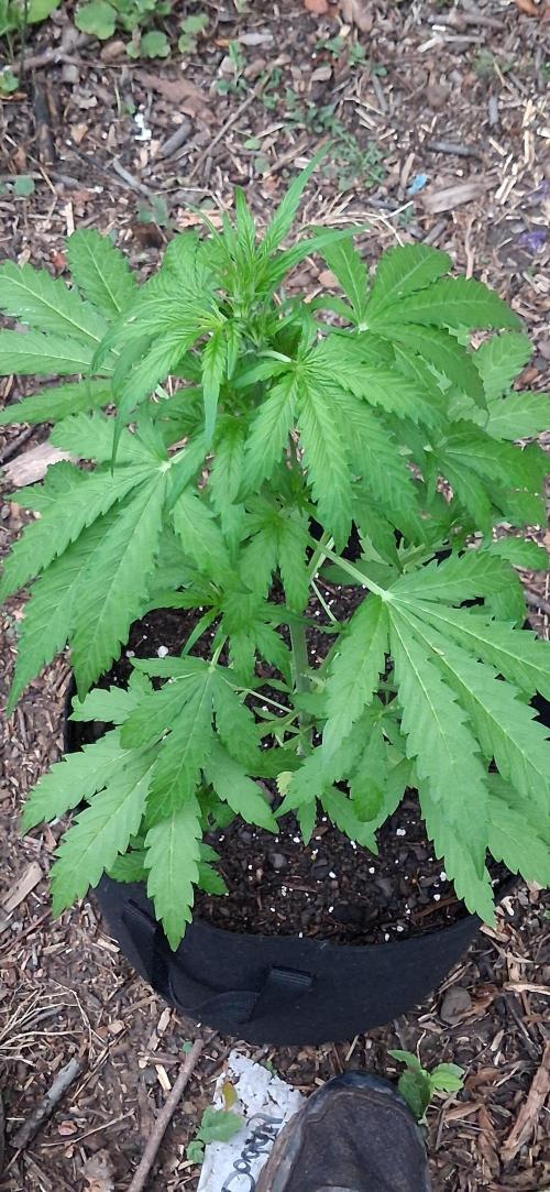 Gorilla Z. Week 4