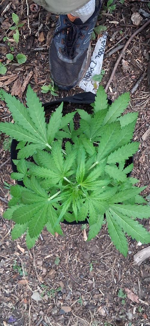 Gorilla Z. Week 4