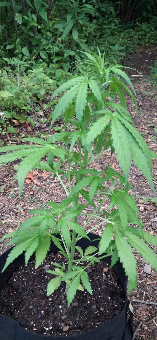 Gorilla Z. Week 4