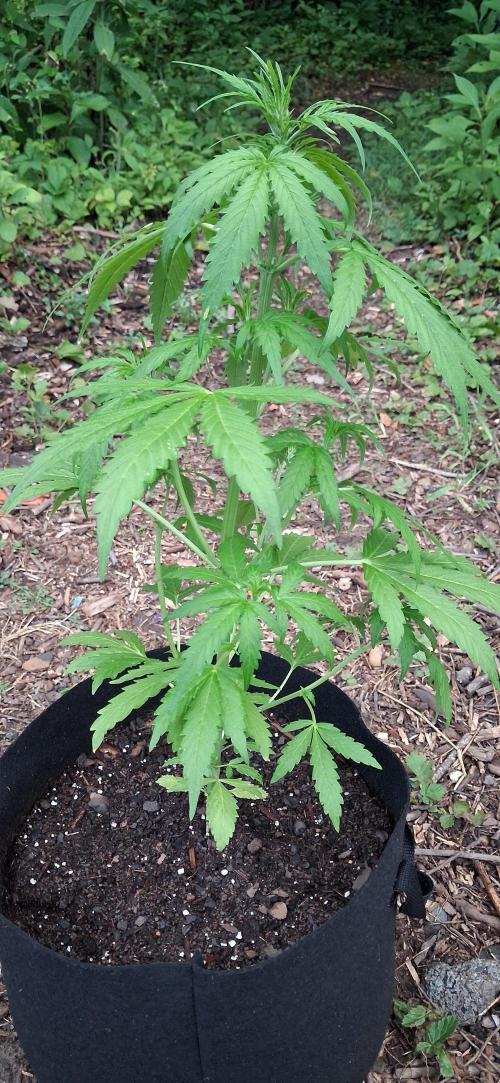 Gorilla Z. Week 4