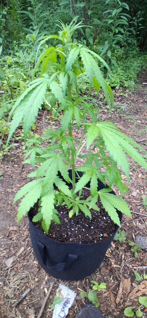 Gorilla Z Auto. Week 4