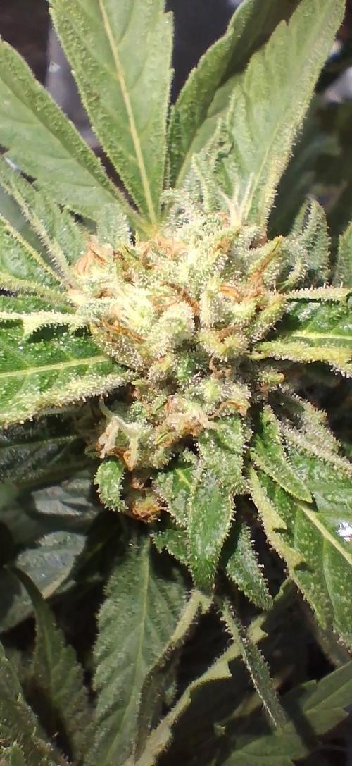 Popped Cherry Summer. Week 11