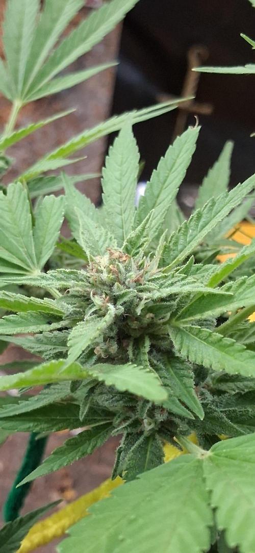 Popped Cherry Summer. Week 11