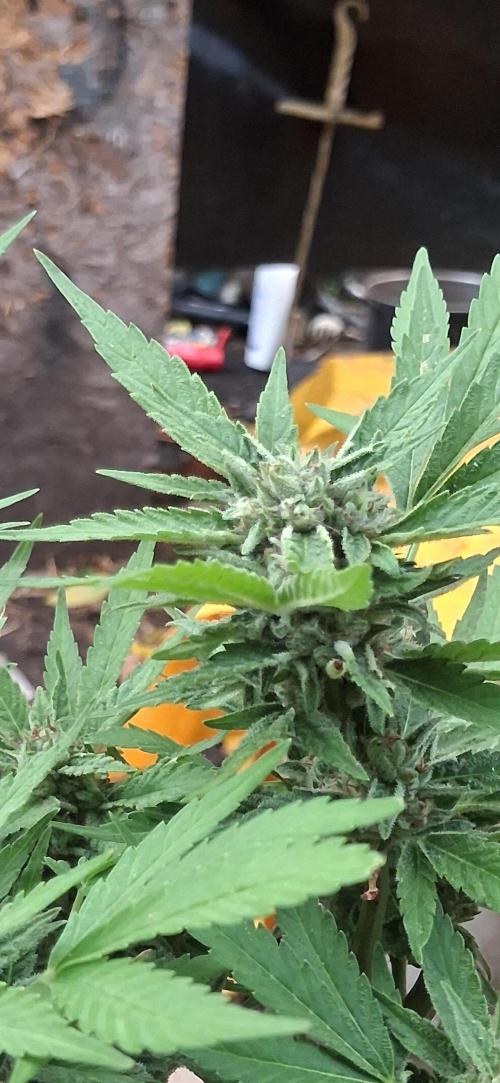 Cherry Cola Auto. Week 11