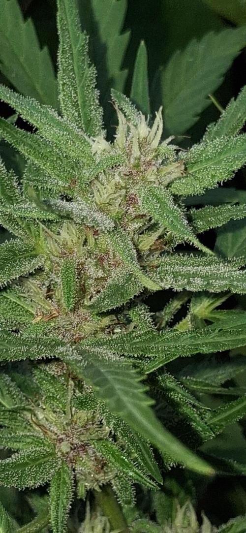 Apple joint a day keeps.... Week 7