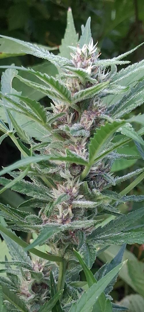 Apple joint a day keeps.... Week 8
