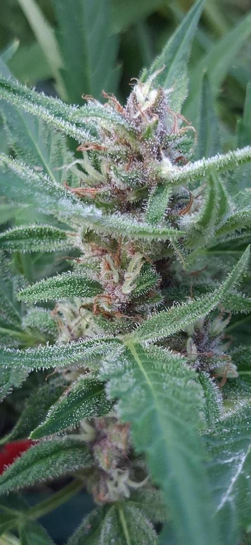 Apple joint a day keeps.... Week 8