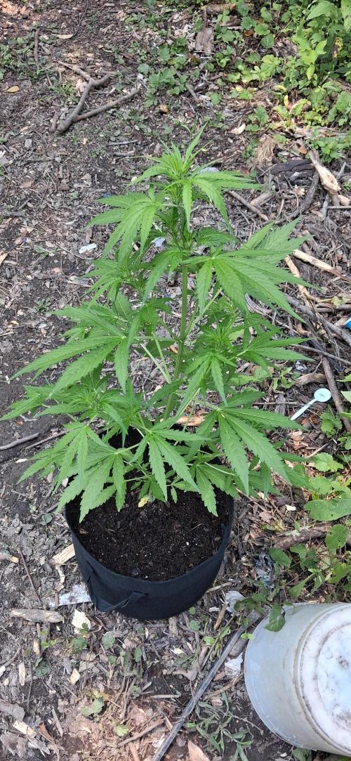 Gorilla Z. Week 5