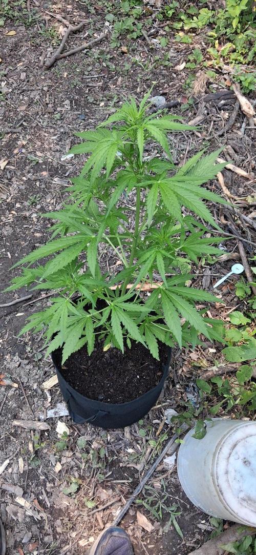Gorilla Z. Week 5