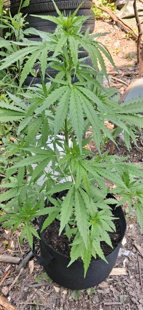 Gorilla Z. Week 5