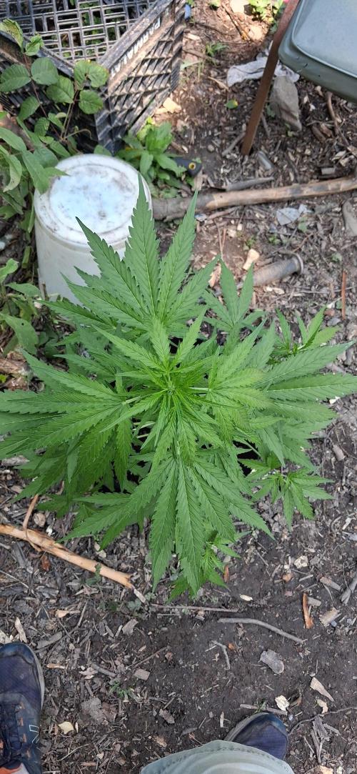 Gorilla Z. Week 5