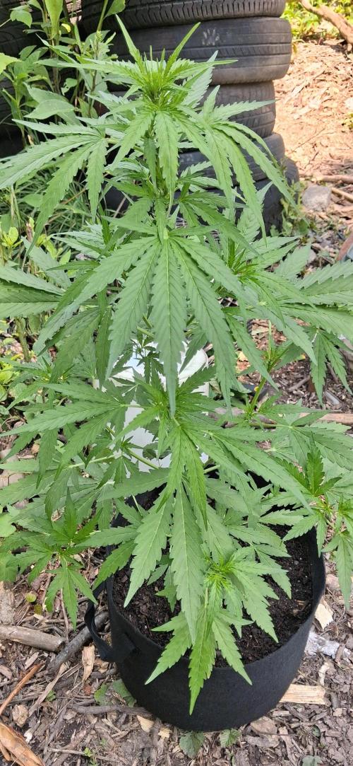 Gorilla Z. Week 5