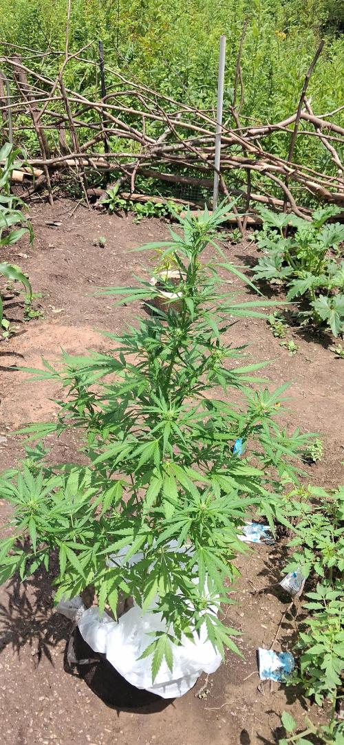 Gorilla Z. Week 6